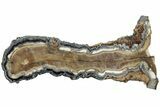 Mammoth Molar Slice with Case - South Carolina #238444-1